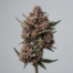 Wedding Gelato cannabis strain plant