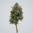 Z-Cake cannabis strain plant image