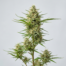 Zamaldelica cannabis strain plant image