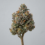 Zkittlez Cake cannabis strain plant