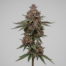 Zlushiez cannabis strain plant