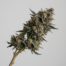 Zookies cannabis strain plant image