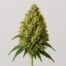 Pineapple Juice Strain featured image