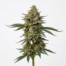 A-Train cannabis strain plant