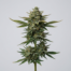 A.M.S. cannabis strain plant