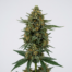 Albert Walker cannabis strain plant