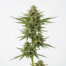 Allen Wrench cannabis strain plant