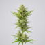 Amnesia CBD cannabis strain plant