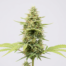 Apollo 13 cannabis strain plant
