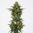 Appalachia cannabis strain plant