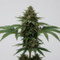 Argyle cannabis strain plant