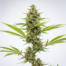 Arjan's Haze cannabis strain plant