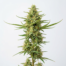 Arjan's Strawberry Haze cannabis strain plant