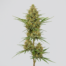 Arjan's Ultra Haze cannabis strain plant