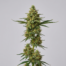 Atomical Haze cannabis strain plant