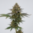 Avalon cannabis strain plant