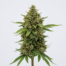 Avidekel cannabis strain plant