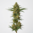 Bangi Haze cannabis strain plant