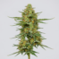 Bay 11 cannabis strain plant