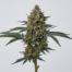 Bedica cannabis strain plant