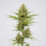 Bediol cannabis strain plant