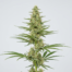 Bedrobinol cannabis strain plant