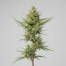 Bedrocan cannabis strain plant