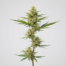 Bedrolite cannabis strain plant