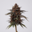 Black Beauty cannabis strain plant