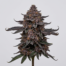 Black Russian cannabis strain plant