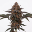Black Velvet cannabis strain plant