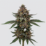 Blue Boy cannabis strain plant