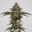 Blue Dynamite cannabis strain plant