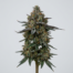 Blue Hash cannabis strain plant