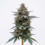Blue Mystic cannabis strain plant