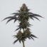 Blue Velvet cannabis strain plant