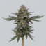 Blueberry Silvertip cannabis strain plant