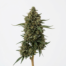 Boax cannabis strain plant