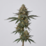 Bootlegger cannabis strain plant
