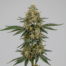 Brain Damage cannabis strain plant