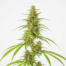 Brazil Amazonia cannabis strain plant