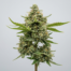 Buddha's Sister cannabis strain plant