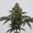Bullfighter cannabis strain plant