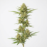 C13 Haze cannabis strain plant