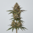 Cabbage Patch cannabis strain plant