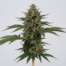 Cactus cannabis strain plant