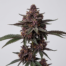 Cadillac Purple cannabis strain plant