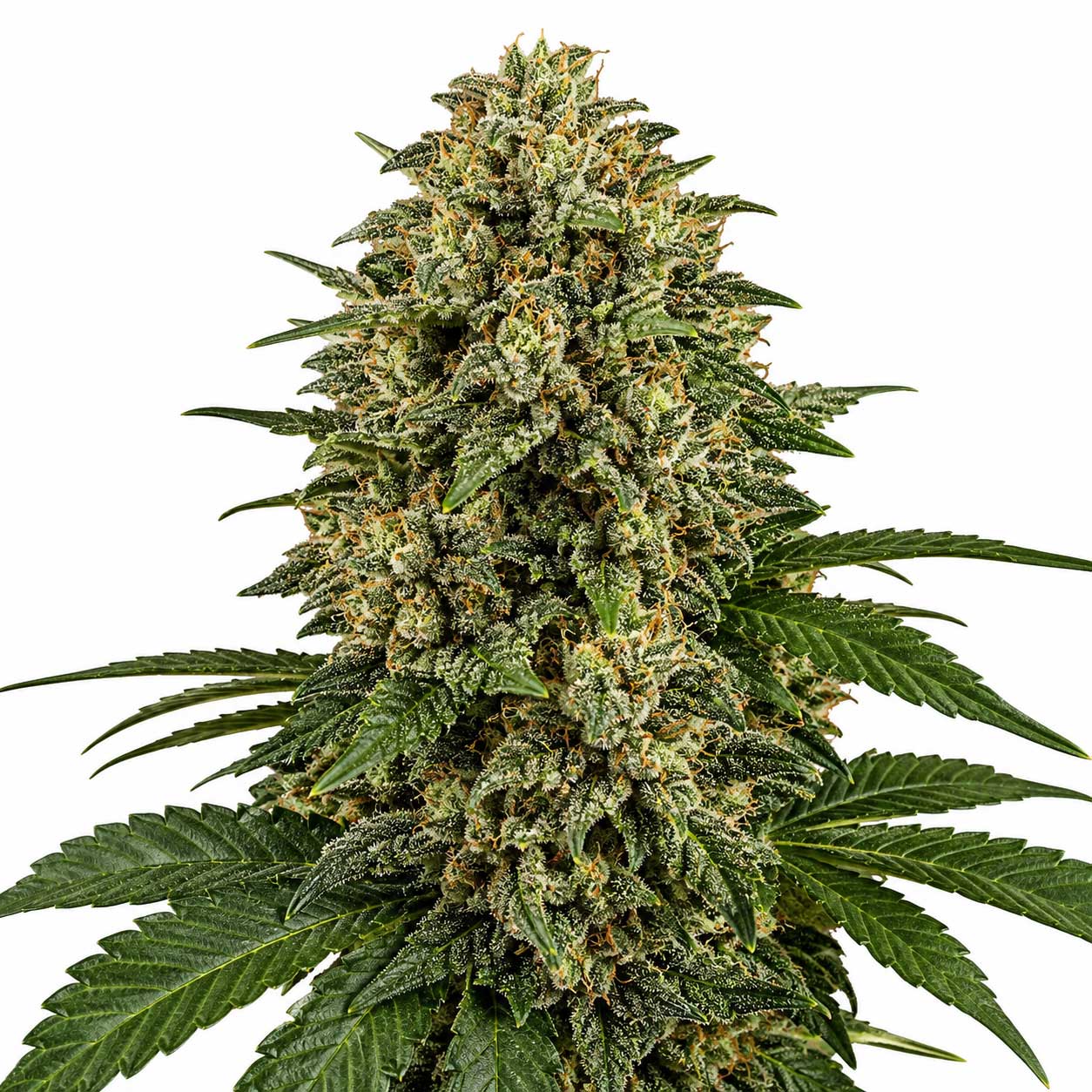 California Hash Plant