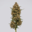 Candyland cannabis strain plant