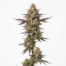 Caramelo cannabis strain plant